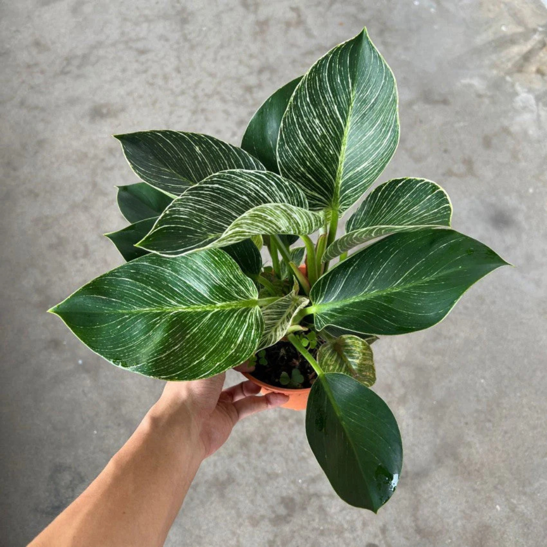 Philodendron 'Birkin' Indoor / Outdoor Live Plant