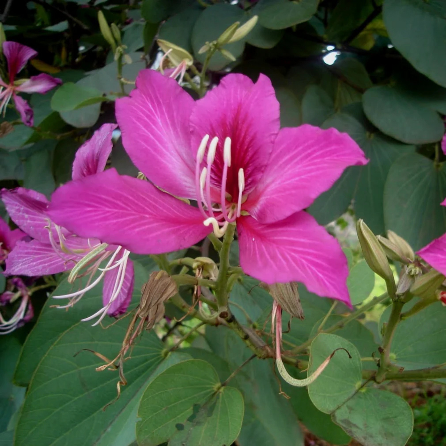 Pink Orchid Tree (Bauhinia monandra) All Time Flowering Live Plant