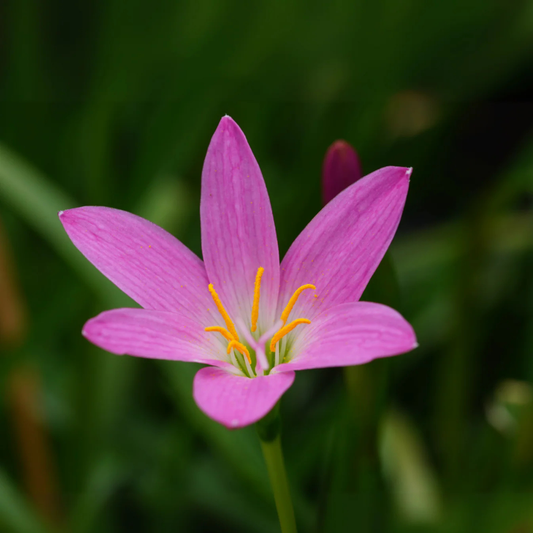 Pink Rain Lily (Zephyranthes) Flowering Live Plant