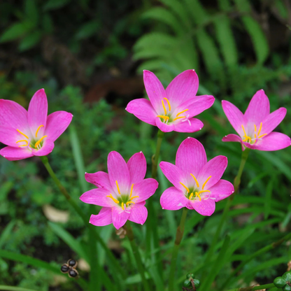 Pink Rain Lily (Zephyranthes) Flowering Live Plant