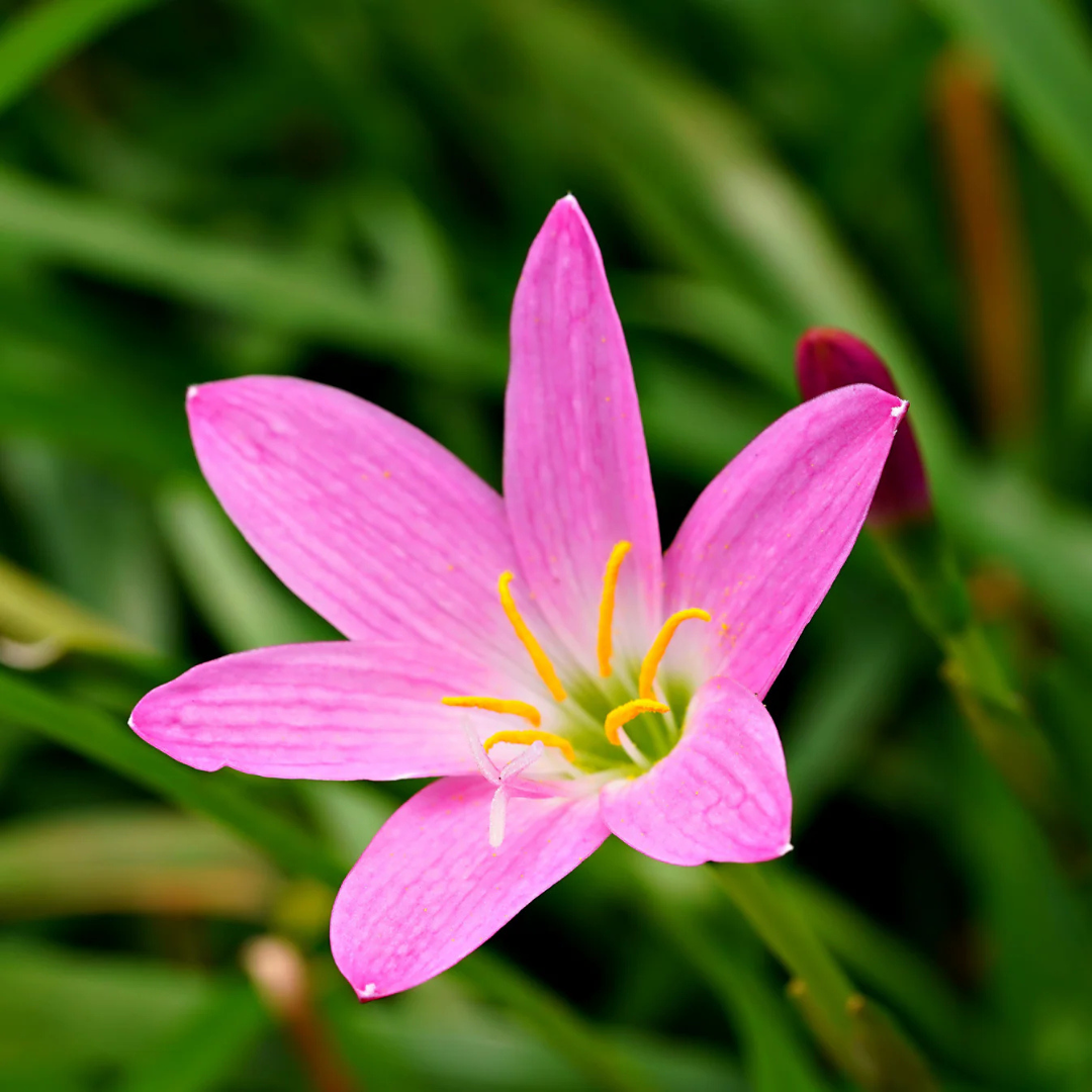Pink Rain Lily (Zephyranthes) Flowering Live Plant