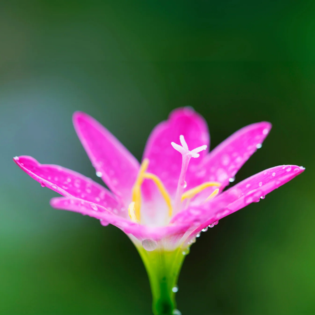 Pink Rain Lily (Zephyranthes) Flowering Live Plant