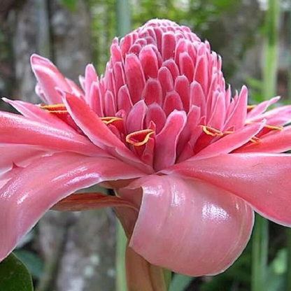 Pink Torch Ginger Flowering Live Plant
