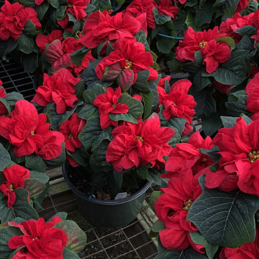 Poinsettia Red Rare & Exotic Flowering Live Plant