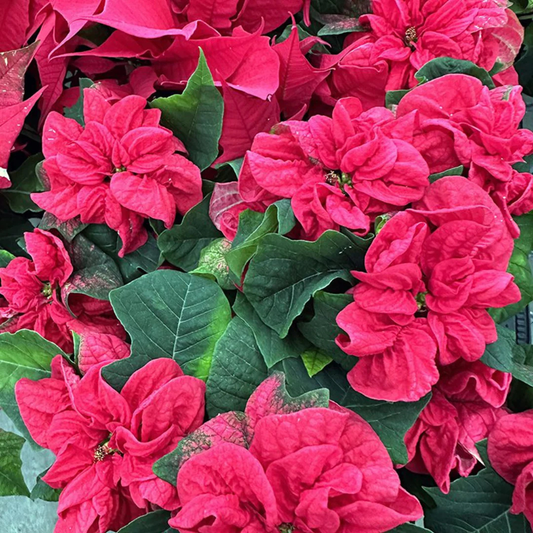 Poinsettia Red Rare & Exotic Flowering Live Plant