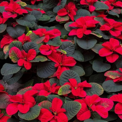 Poinsettia Red Rare & Exotic Flowering Live Plant