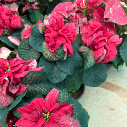 Poinsettia Red Rare & Exotic Flowering Live Plant