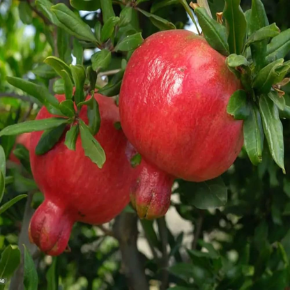Pomegranate (Bhagwa) Layered Fruit Plant