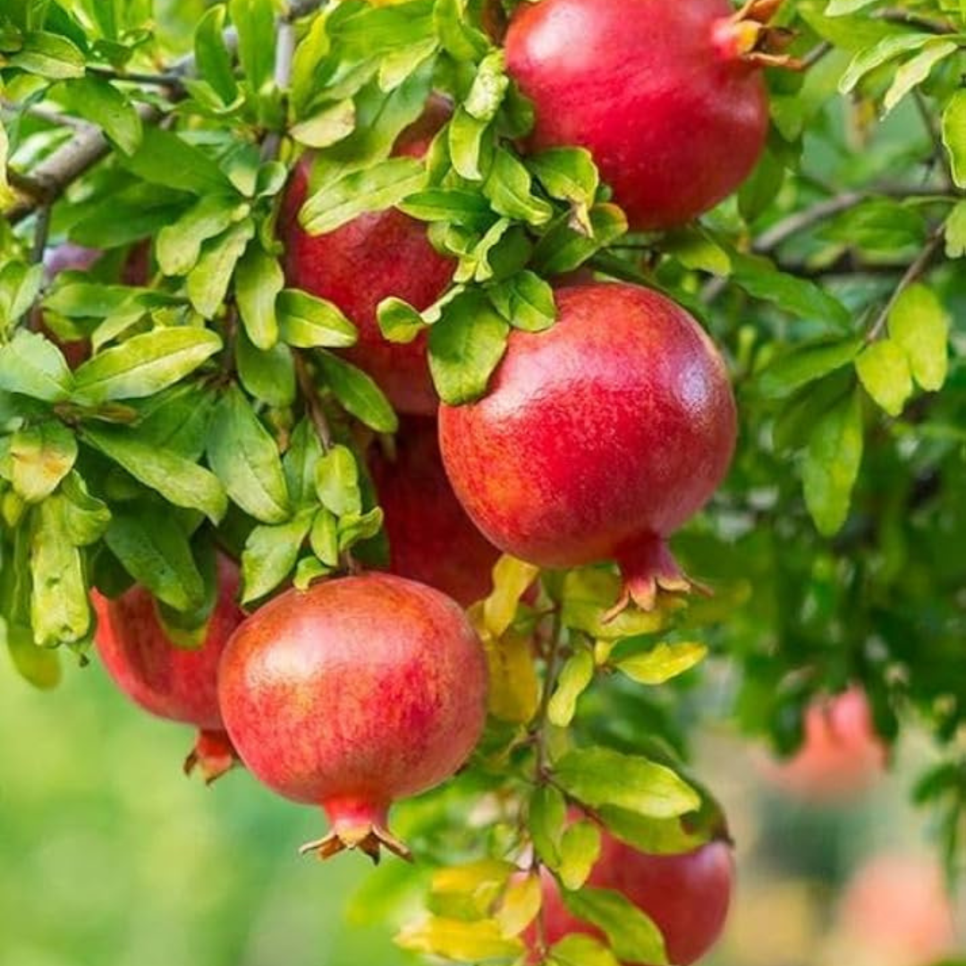 Pomegranate (Bhagwa) Layered Fruit Plant