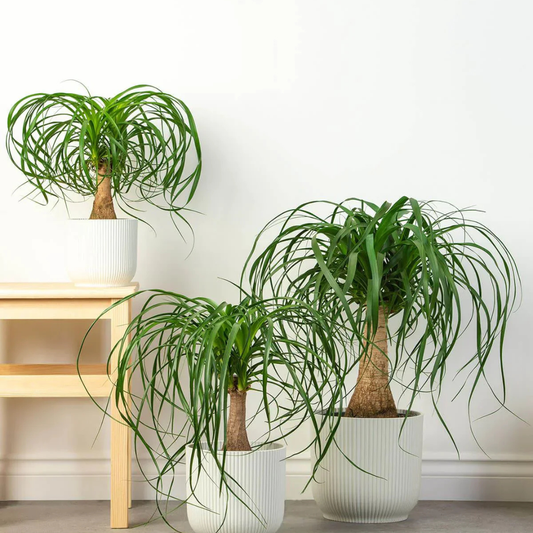 Ponytail (Nolina) Palm Ornamental Live Plant