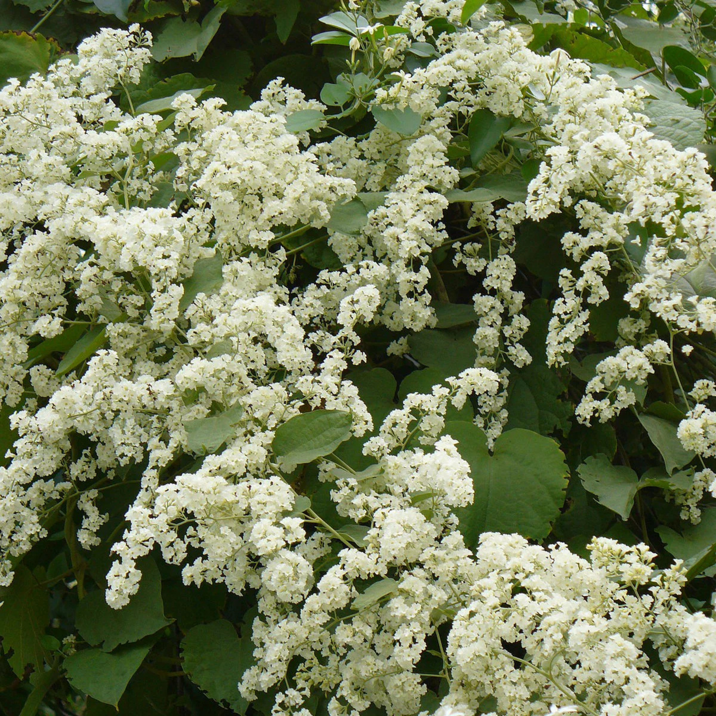 Porana Paniculata (Manimulla) Layered Live Plant