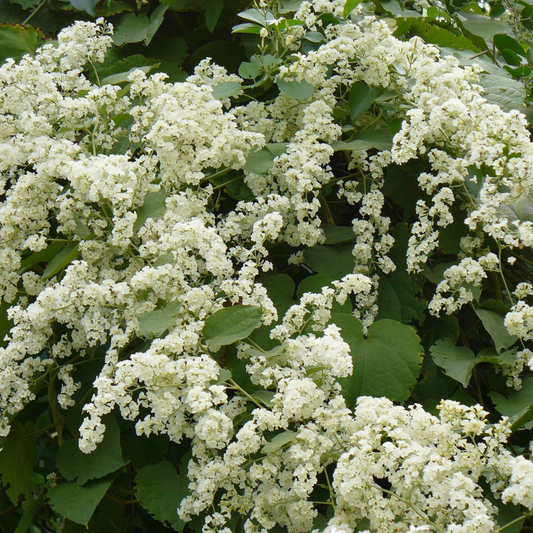 Porana Paniculata (Manimulla) Layered Live Plant