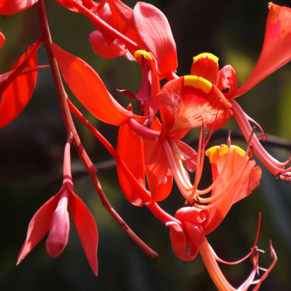 Pride of Burma (Amherstia Nobilis) Simsapa Layered Live Plant