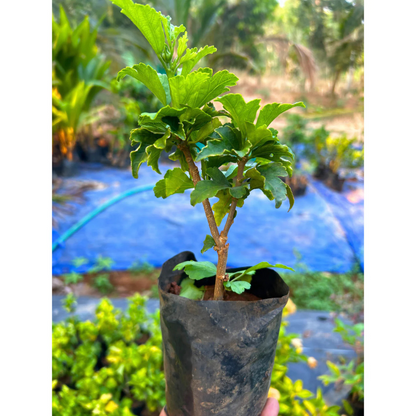Purple Hibiscus Live Plant