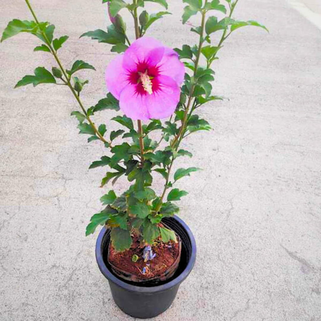 Purple Hibiscus Live Plant