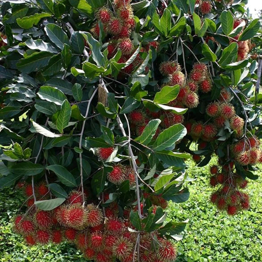 Rambutan Ceaser Rare Exotic Fruit Live Plant