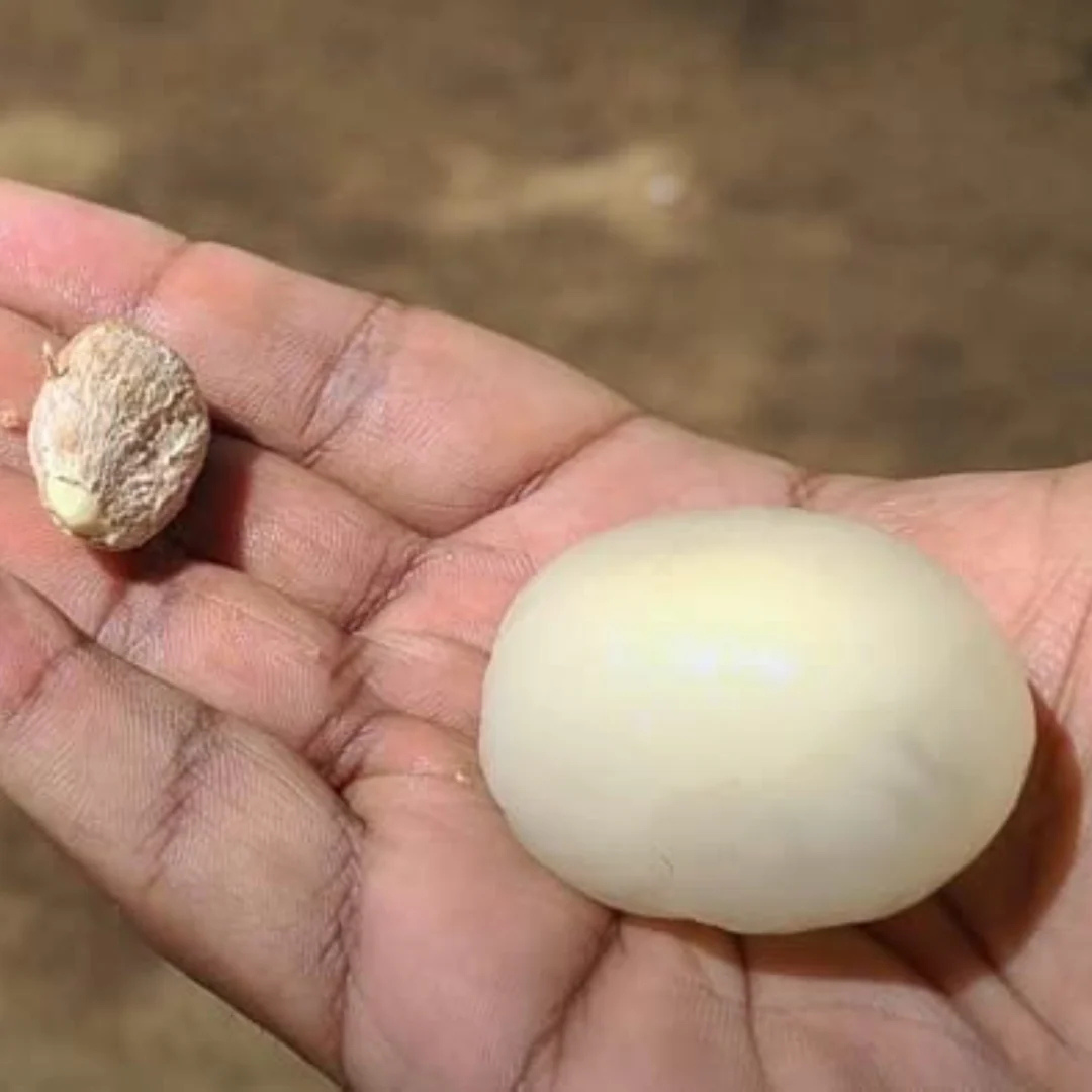 Rambutan Ceaser Rare Exotic Fruit Live Plant