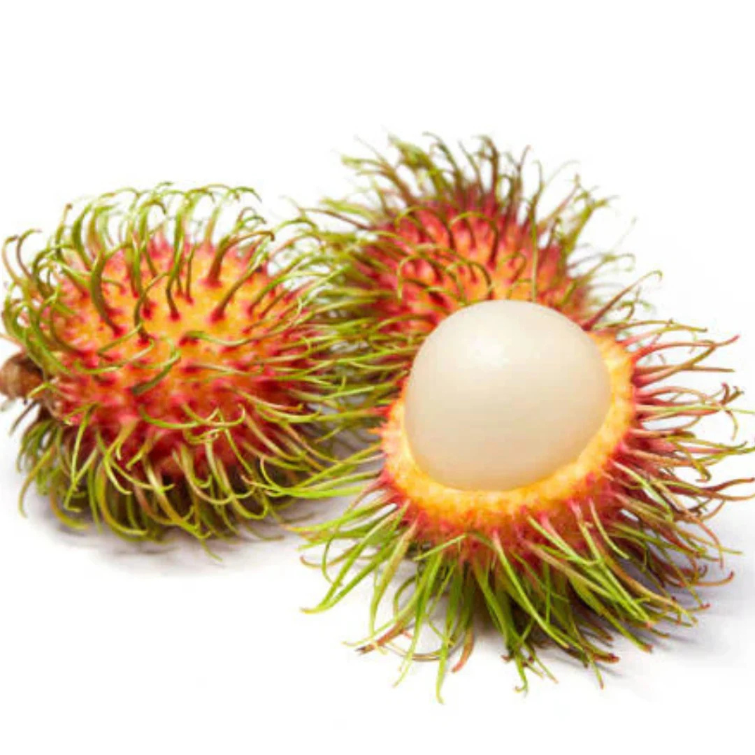 Rambutan Rongrian Rare Exotic Fruit Live Plant