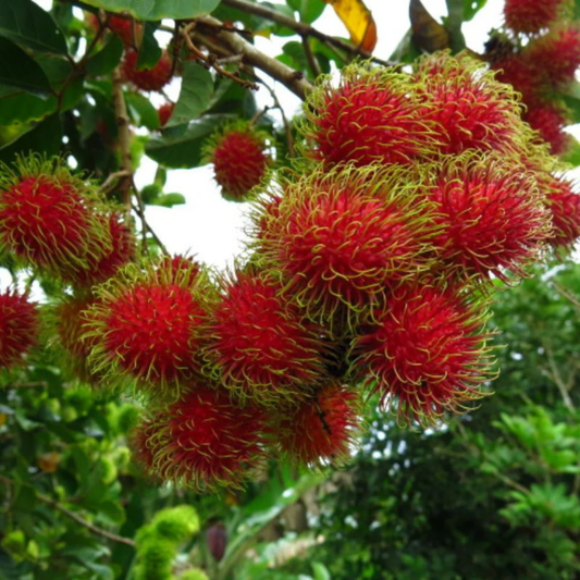 Rambutan Rongrian Rare Exotic Fruit Live Plant