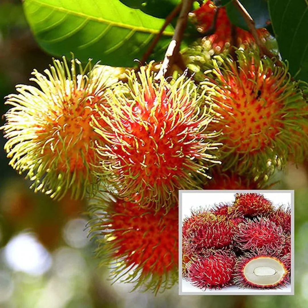 Rambutan School Boy Rare Exotic Fruit Live Plant
