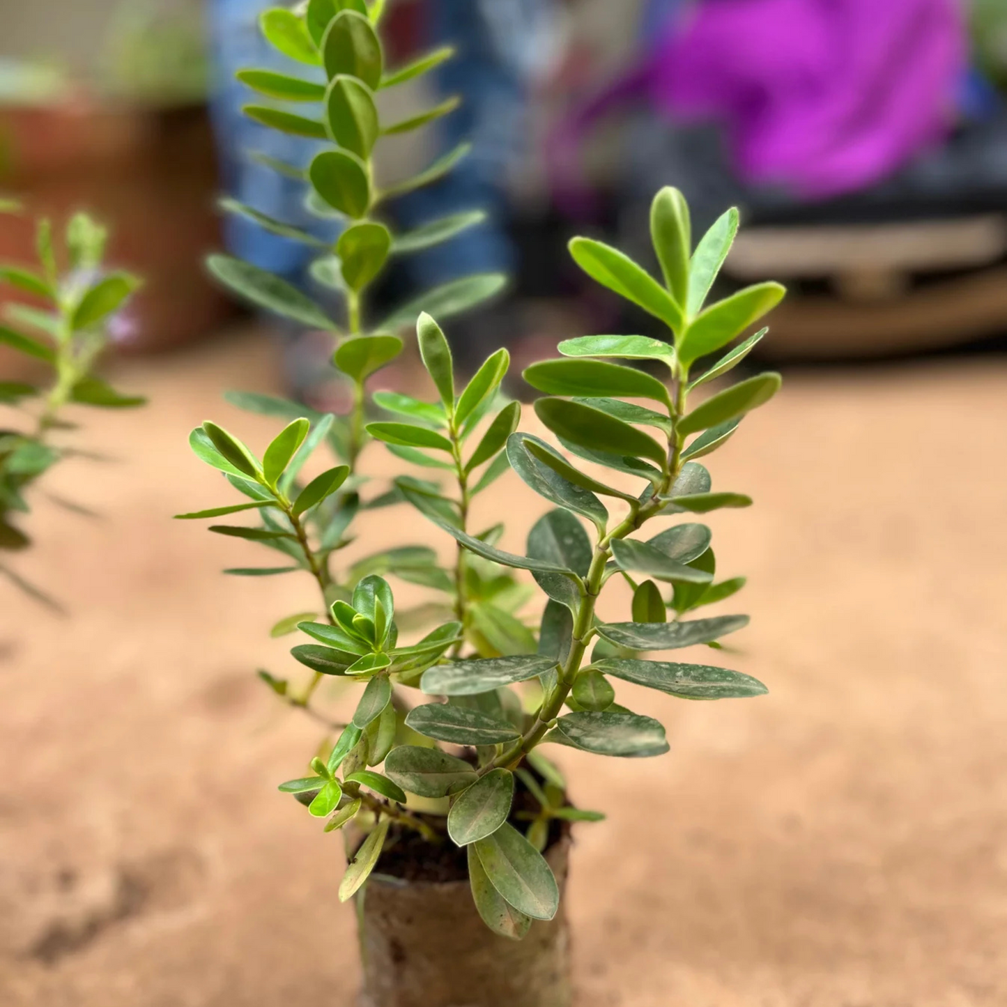 Hebe Speciosa Blue Rare Flowering Live Plant