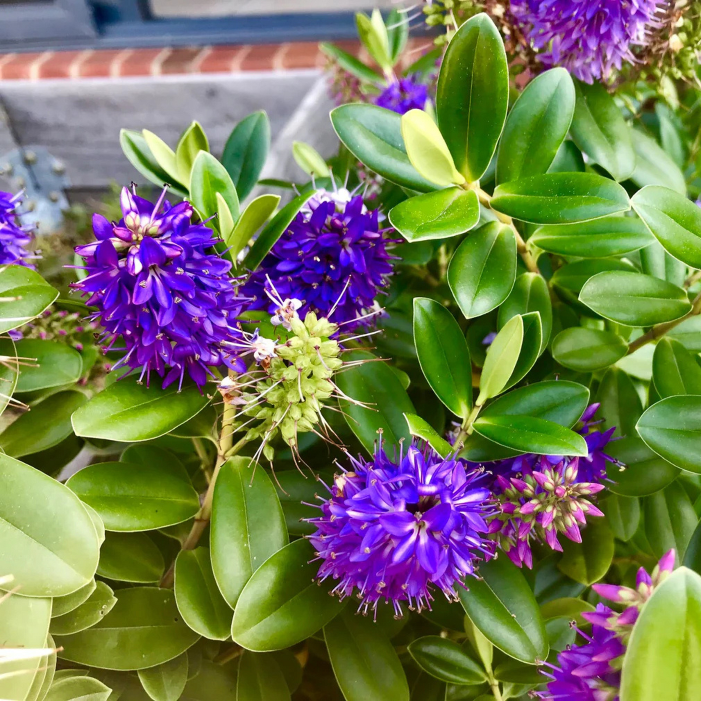 Hebe Speciosa Blue Rare Flowering Live Plant