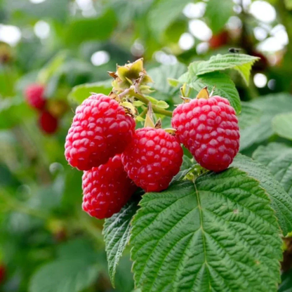 Raspberry (Rubus idaeus) Live Plant