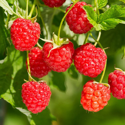 Raspberry (Rubus idaeus) Live Plant