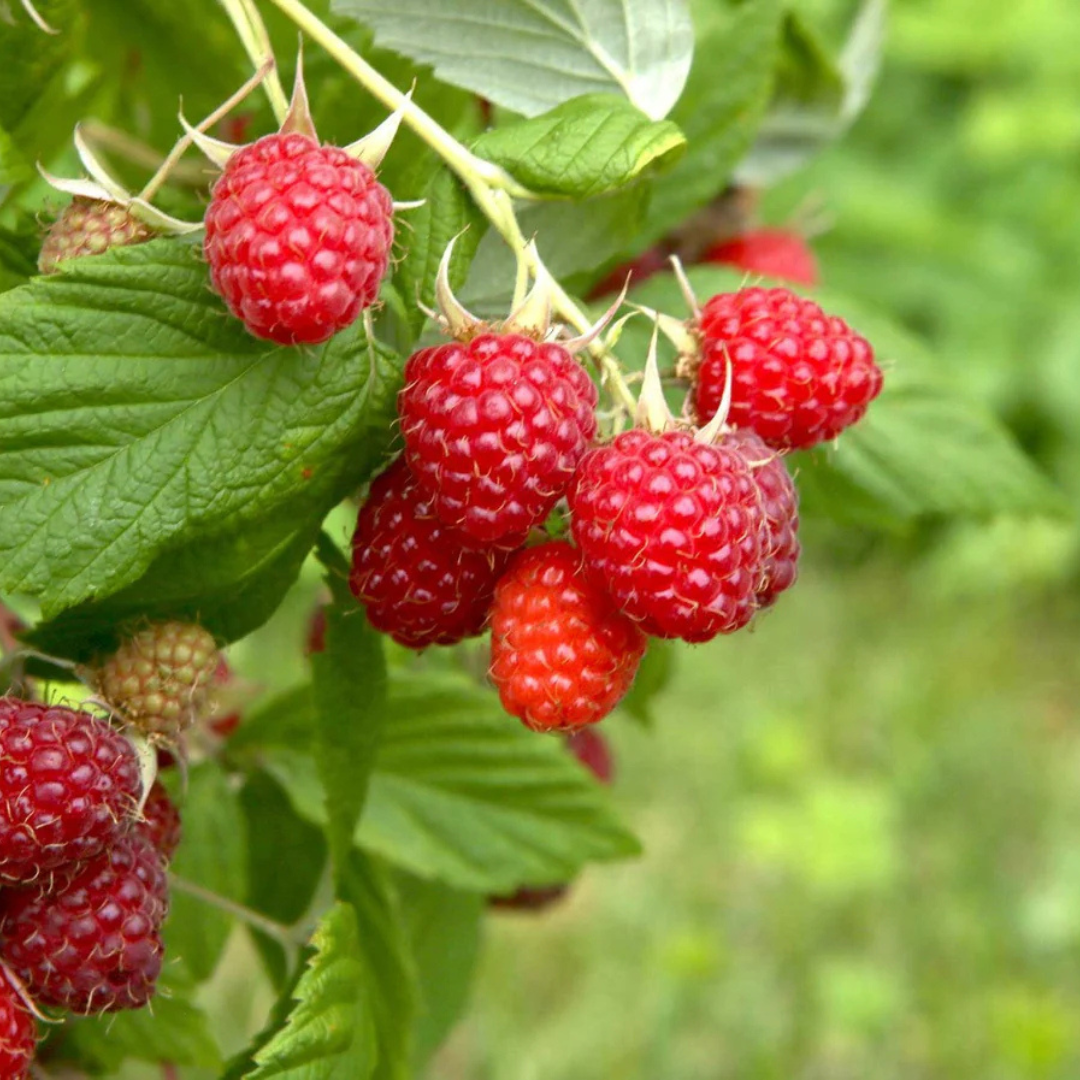 Raspberry (Rubus idaeus) Live Plant