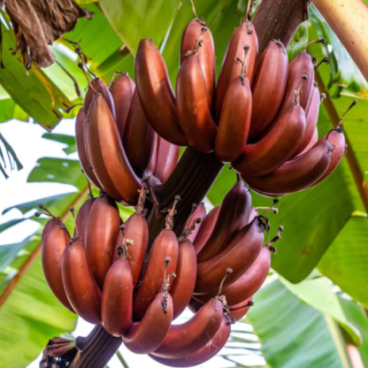 Red Banana Live Plant