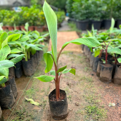 Red Banana Live Plant