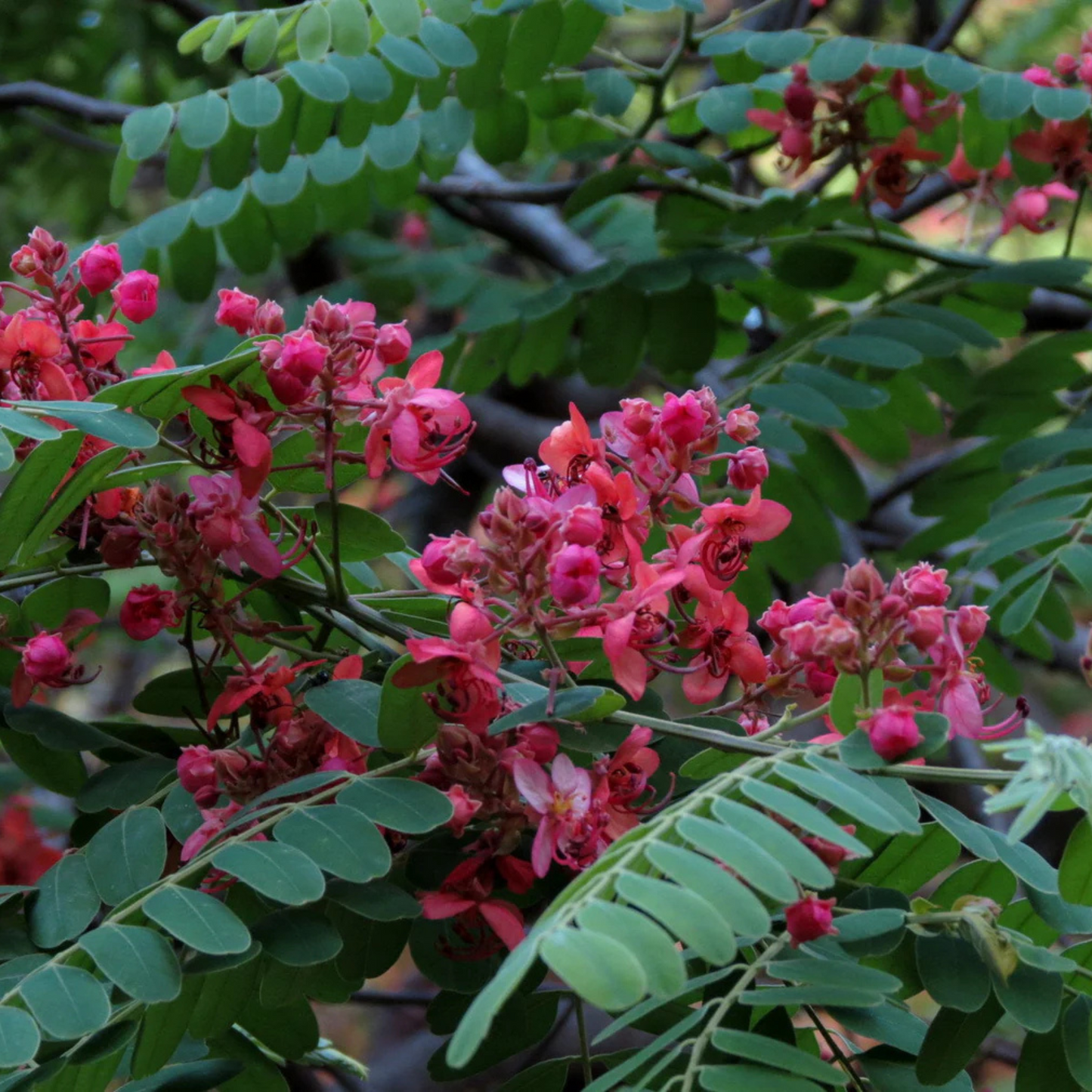 Red Cassia (Cassia roxburghii) Flowering Live Plant