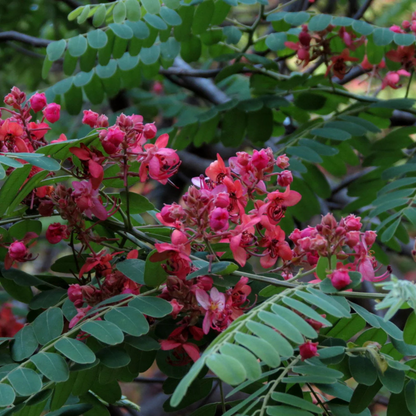Red Cassia (Cassia roxburghii) Flowering Live Plant