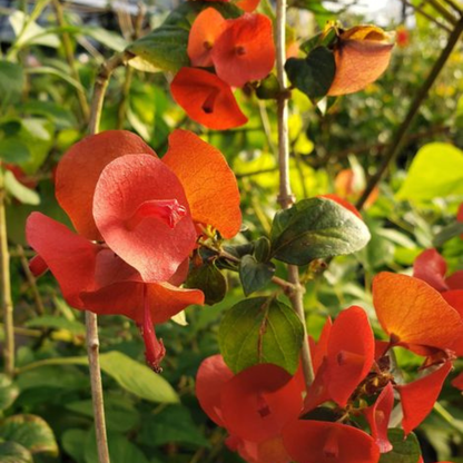 Red Chinese Hat (Holmskioldia Sanguinea) Flowering Live Plant