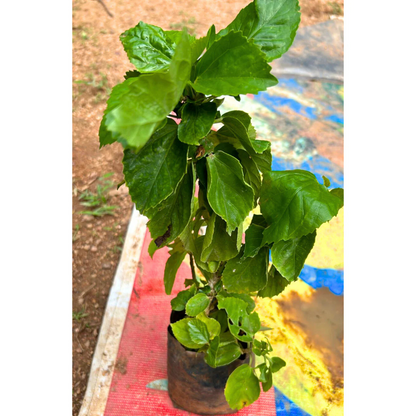 Red Dragon Hibiscus All Time Flowering Live Plant