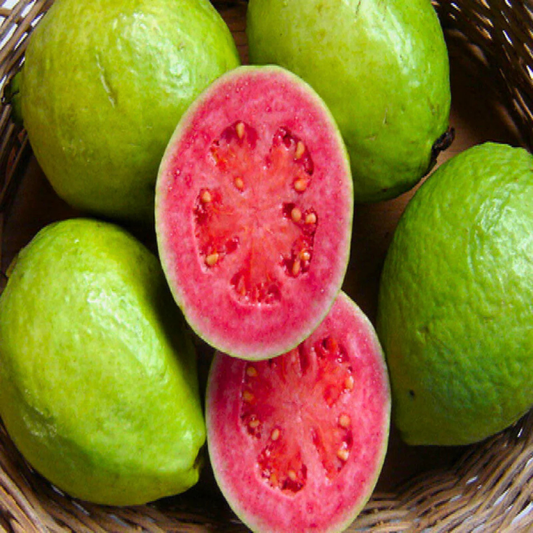 Red Flesh Guava (Psidium guajava) Fruit Live Plant