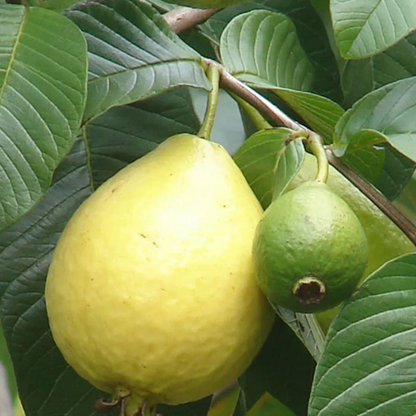 Red Flesh Guava (Psidium guajava) Fruit Live Plant