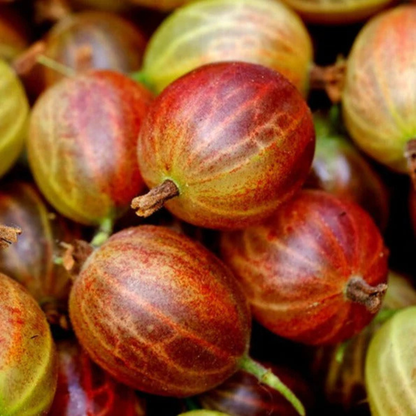 Red Gooseberry Grafted Live Plant (Ribes uva-crispa)
