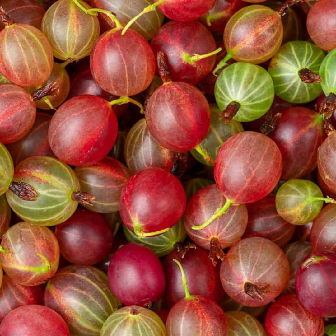Red Gooseberry Grafted Live Plant (Ribes uva-crispa)
