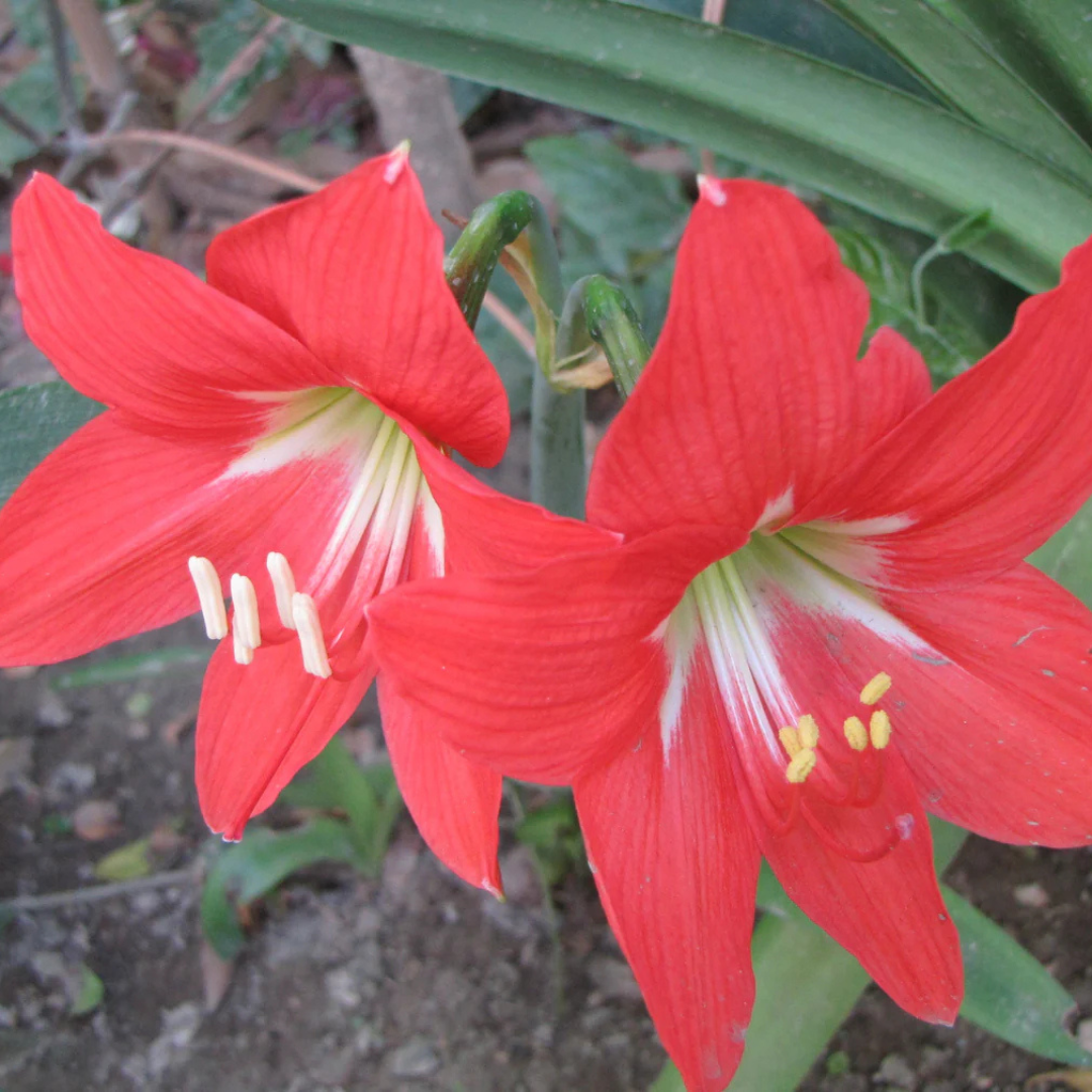 Red Lilly (Amaryllis) Flowering Live Plant