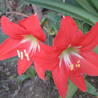 Red Lilly (Amaryllis) Flowering Live Plant