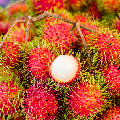 Red Rambutan (Nephelium lappaceum) Fruit Live Plant