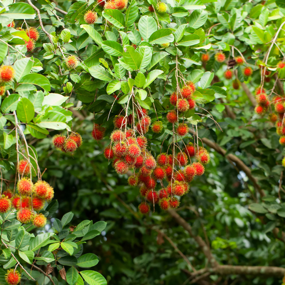 Red Rambutan (Nephelium lappaceum) Fruit Live Plant