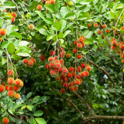 Red Rambutan (Nephelium lappaceum) Fruit Live Plant