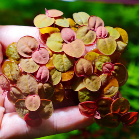 Red Root Floater (Phyllanthus fluitans) Live Plant