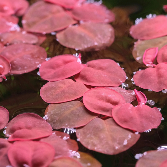 Red Root Floater (Phyllanthus fluitans) Live Plant