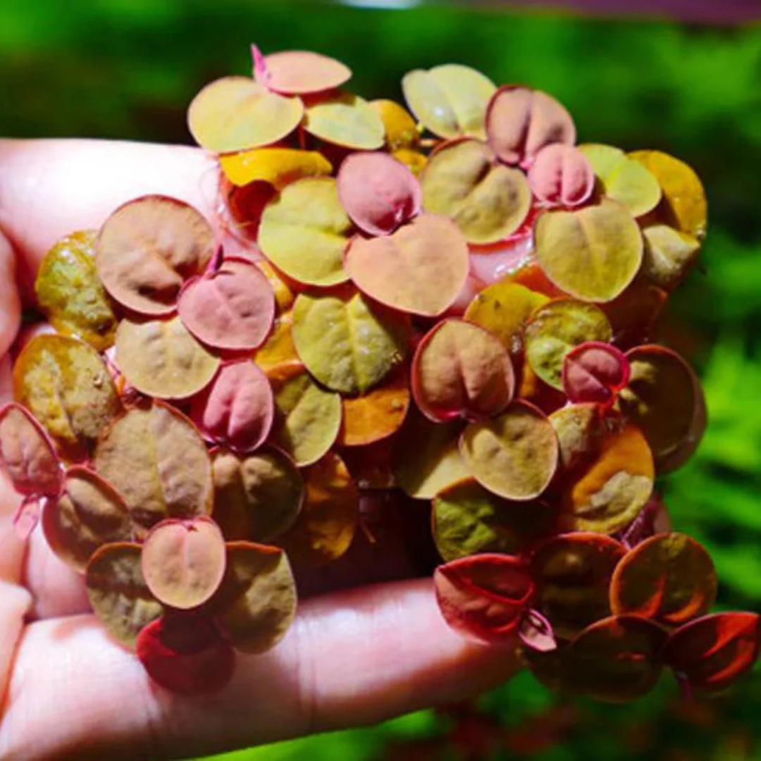 Red Root Floater (Phyllanthus fluitans) Water Live Plant