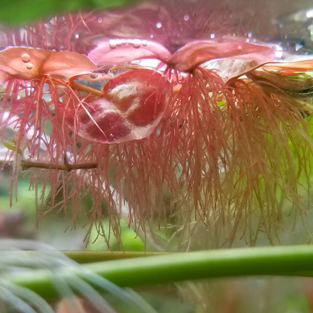 Red Root Floater (Phyllanthus fluitans) Water Live Plant