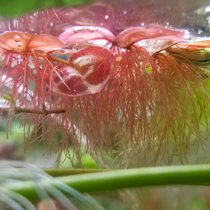 Red Root Floater (Phyllanthus fluitans) Water Live Plant