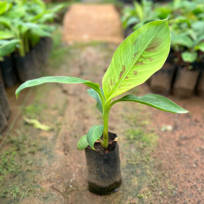 Robusta Banana (Morris) Live Plant